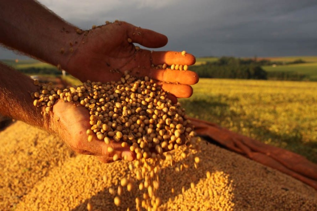 Mudanças climáticas podem reduzir lucros da soja em 60% até 2050, alerta estudo